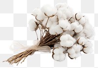 PNG Cotton plant white transparent background. AI generated Image by rawpixel.