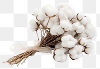 PNG Cotton plant  