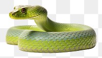 PNG Snake reptile animal green. 