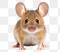 PNG Mouse animal rodent mammal