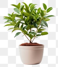 PNG Plant bonsai leaf transparent background. 