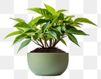 PNG Plant leaf transparent background potted plant. 