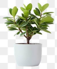 PNG Plant bonsai leaf transparent background. 