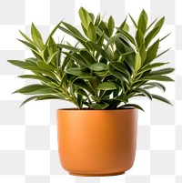 PNG Plant leaf transparent background potted plant. 