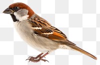 PNG Sparrow animal bird wildlife