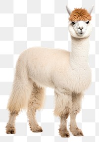 PNG Alpaca animal mammal llama