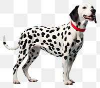 PNG Dalmatian animal mammal pet transparent background