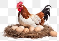 PNG Egg chicken poultry animal transparent background