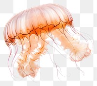 PNG Jellyfish animal transparent background invertebrate. AI generated Image by rawpixel.