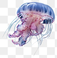 PNG Jellyfish animal invertebrate zooplankton. 