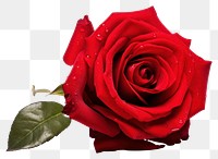 PNG Red rose flower plant inflorescence. AI generated Image by rawpixel.