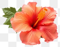 PNG Tropical flower hibiscus plant rose. 