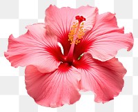 PNG Tropical Hibiscus flower hibiscus blossom petal. 