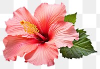 PNG Tropical Hibiscus flower hibiscus blossom plant. 