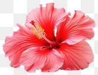 PNG Tropical Hibiscus flower hibiscus petal plant. AI generated Image by rawpixel.