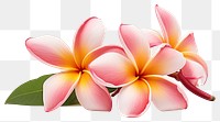 PNG Tropical Plumeria flower petal plant  