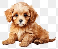 PNG Puppy cavapoo spaniel mammal. 