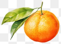 PNG Grapefruit orange plant food. AI generated Image by rawpixel.