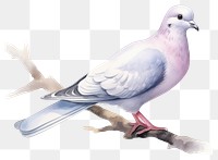 PNG Animal pigeon bird dove transparent background