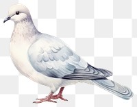 PNG Animal pigeon bird transparent background