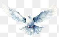 PNG Animal bird dove transparent background