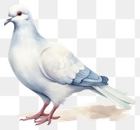 PNG Animal pigeon bird transparent background