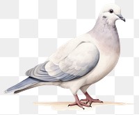 PNG Animal pigeon bird transparent background