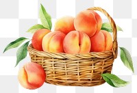 PNG Peach basket fruit plant transparent background