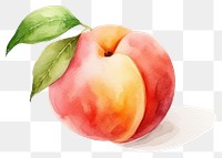 PNG Peach fruit plant food transparent background