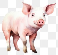 PNG Pig mammal animal boar transparent background