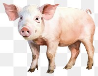 PNG Pig mammal animal boar transparent background