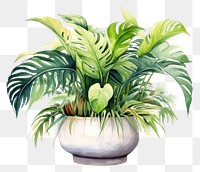 PNG Plant vase leaf houseplant. 