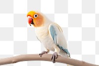 PNG Bird lovebird parrot animal. 