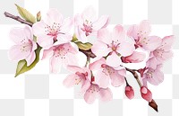 PNG Blossom flower plant inflorescence. AI generated Image by rawpixel.