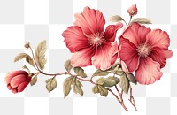 PNG Vintage illustration flower hibiscus blossom plant. 