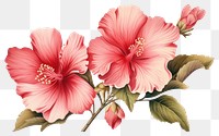 PNG Vintage illustration flower hibiscus blossom plant. 