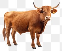 PNG Livestock cattle mammal animal. AI generated Image by rawpixel.