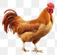 PNG Chicken poultry animal bird. 