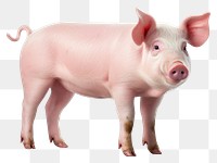 PNG Animal mammal pig investment. 