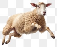 PNG Livestock animal mammal sheep. AI generated Image by rawpixel.