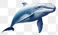 PNG Whale dolphin animal mammal. 