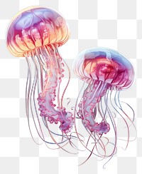 PNG Transparent jellyfish animal invertebrate. 