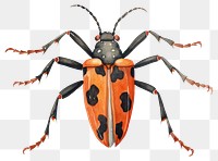 PNG Animal insect white background invertebrate. 