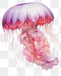 PNG Transparent jellyfish invertebrate underwater. 