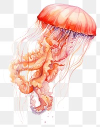 PNG Jellyfish animal invertebrate cephalopod. 