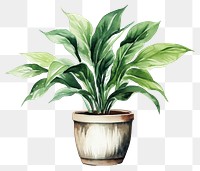 PNG Plant leaf houseplant flowerpot. 