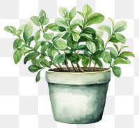 PNG Bonsai plant herbs leaf. AI generated Image by rawpixel.