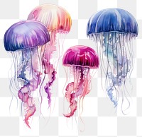 PNG Transparent jellyfish invertebrate translucent. AI generated Image by rawpixel.