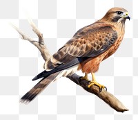 PNG Buzzard animal bird hawk. AI generated Image by rawpixel.