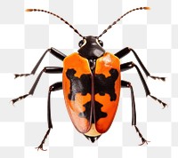 PNG Animal insect white background invertebrate. 